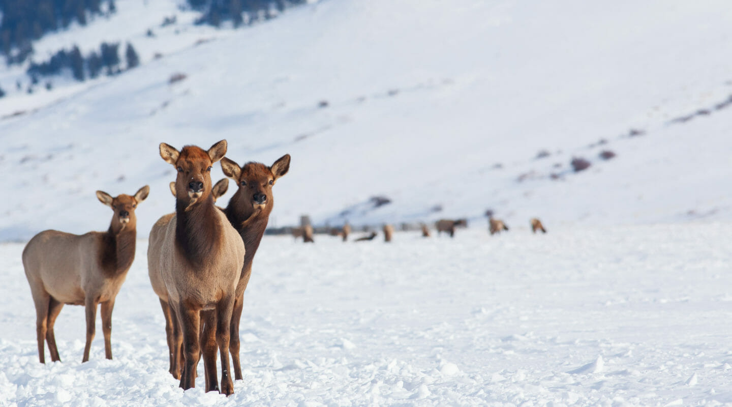 Three Cow Elk Cluster Together On The National Elk Refuge in Jackson Hole in the Winter