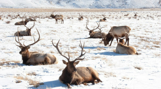 A Cluster Of Bull Elk Relax And Graze In Winter Sunshine In The National Elk Refuge Near Jackson Hole