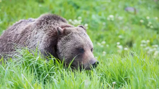 A Grizzly Bear Walks In The Tall Grasses In Yellowstone National Park