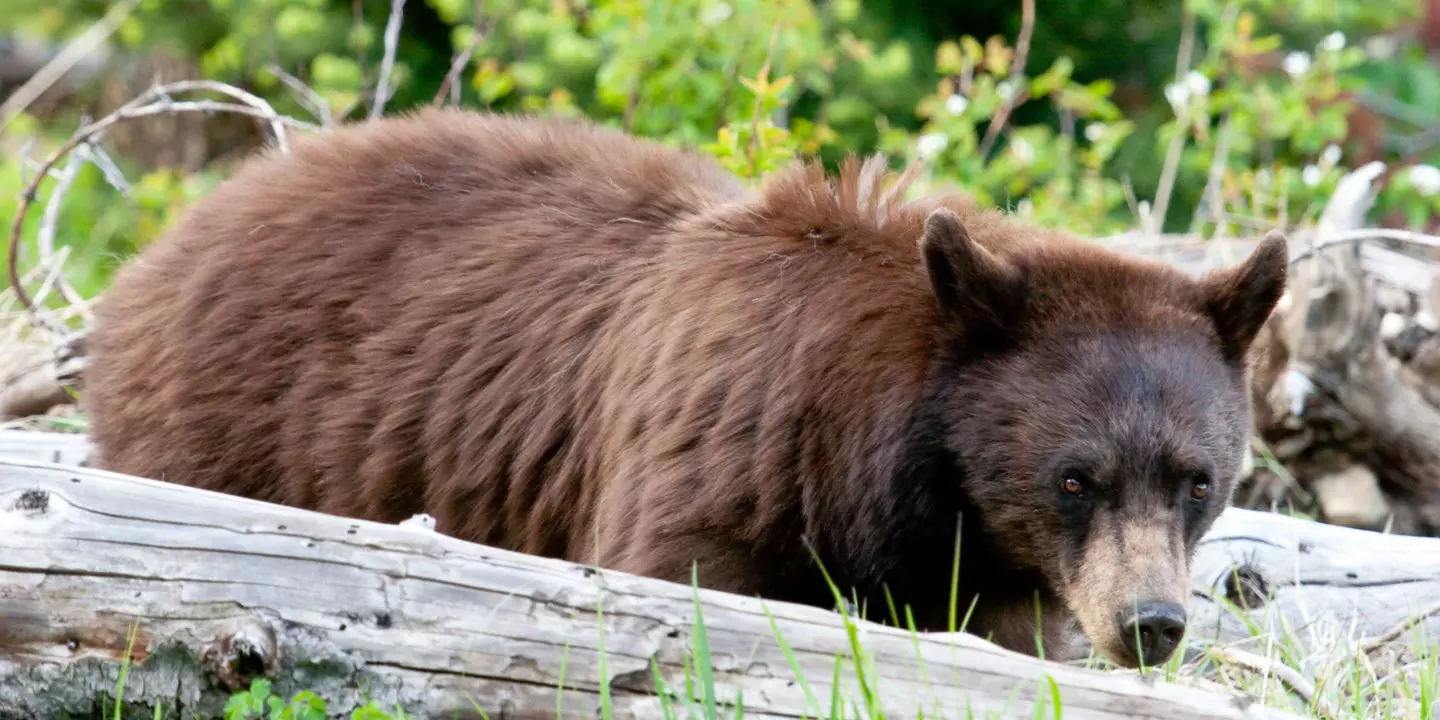 A Brown Colored Black Bear Is Spotted Looking For Grubs Among Downed Logs Grand Teton National Park