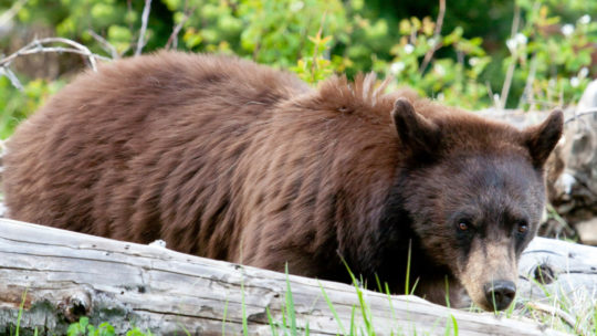 A Brown Colored Black Bear Is Spotted Looking For Grubs Among Downed Logs Grand Teton National Park