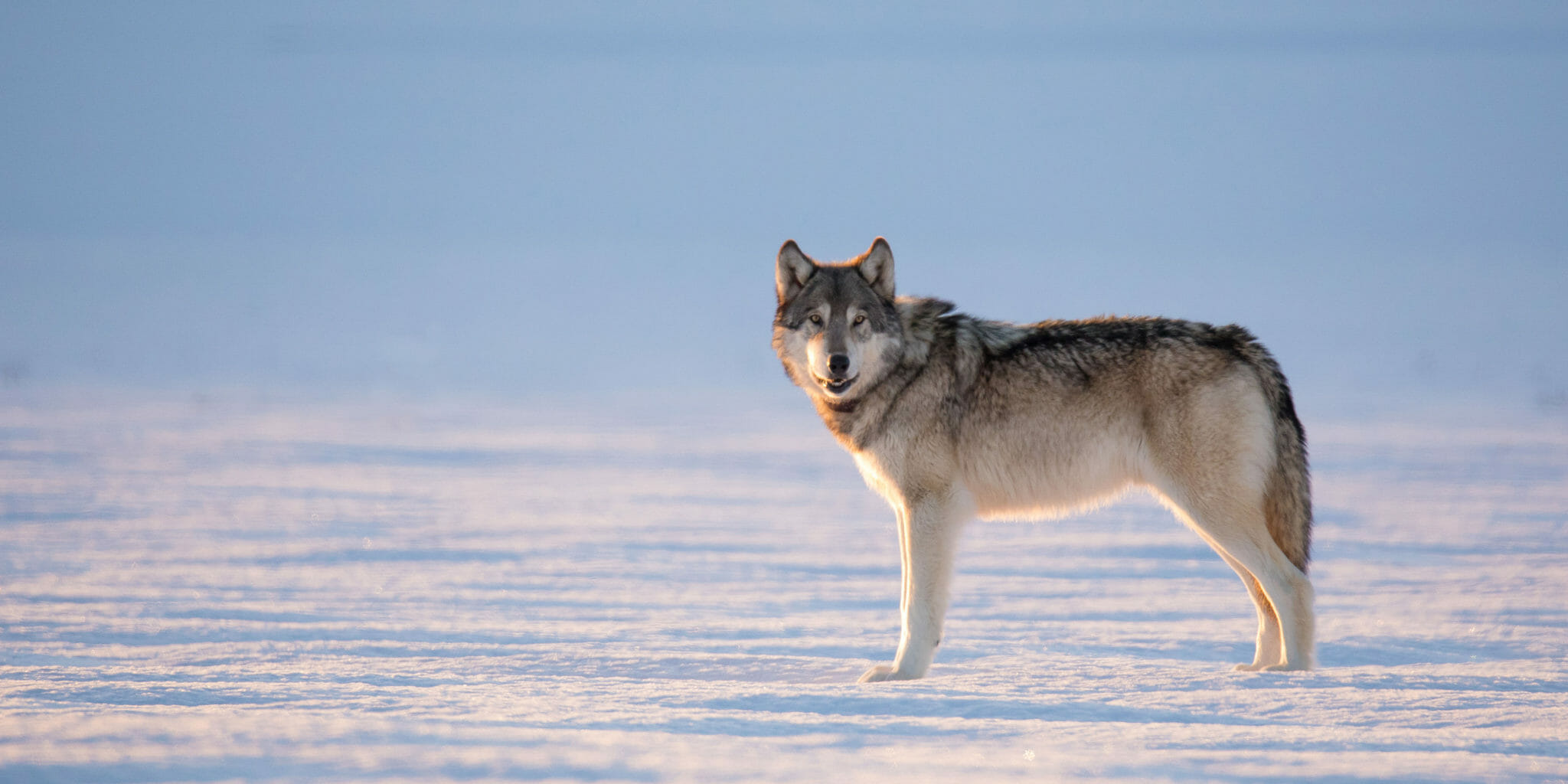 Winter Wolves Of Yellowstone - Jackson Hole Wildlife Safaris