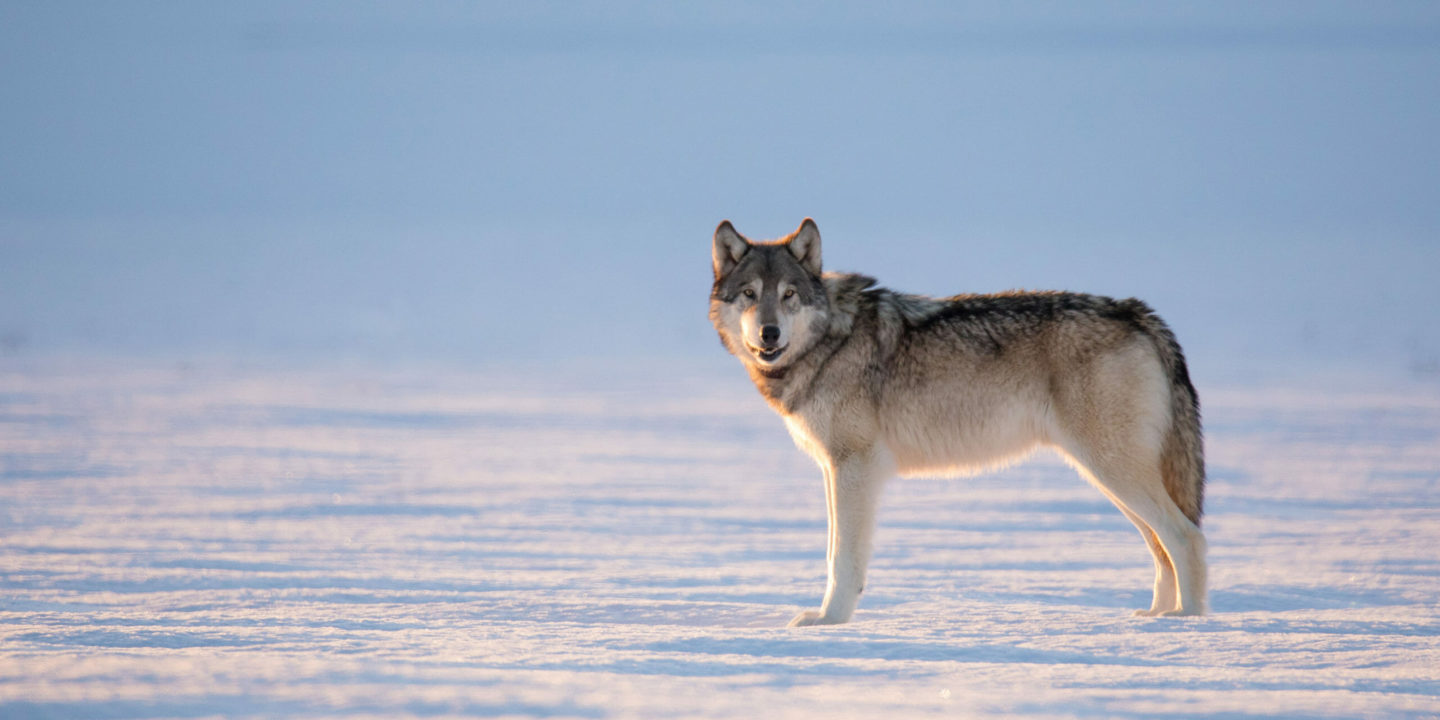 A Lone Gray Wolf Stands Out On An Iced Lake In Yellowstone National Park