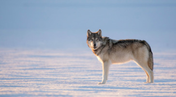 A Lone Gray Wolf Stands Out On An Iced Lake In Yellowstone National Park