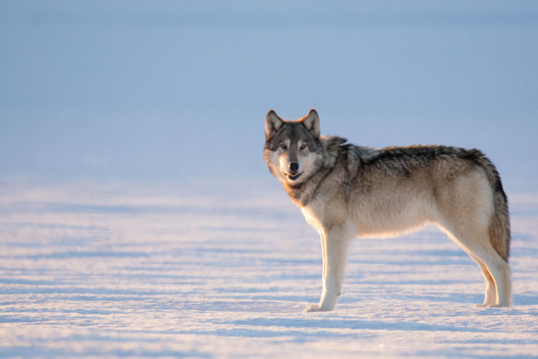 A Lone Gray Wolf Stands Out On An Iced Lake In Yellowstone National Park