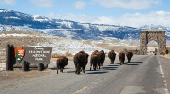 yellowstone