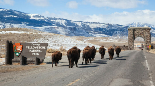 Bison Slowly Walk Along The Road At The Northern Entrance To Yellowstone National Park