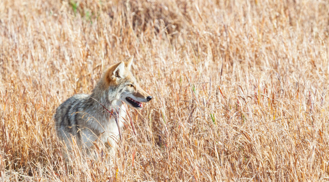 A Coyote Stands In Tall Brown Grasses In Yellowstone National Park