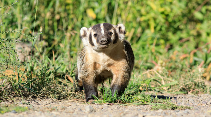 A Badger Is Seen On Safari In Grand Teton National Park