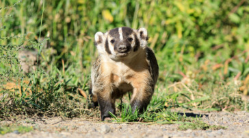 A Badger Is Seen On Safari In Grand Teton National Park