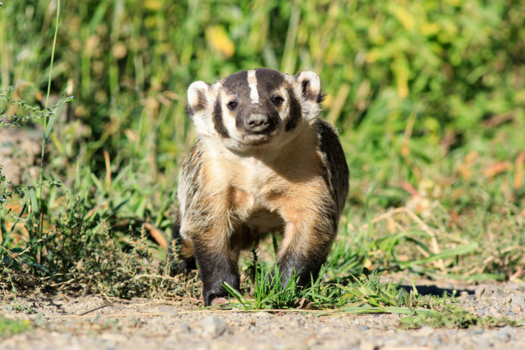 A Badger Is Seen On Safari In Grand Teton National Park