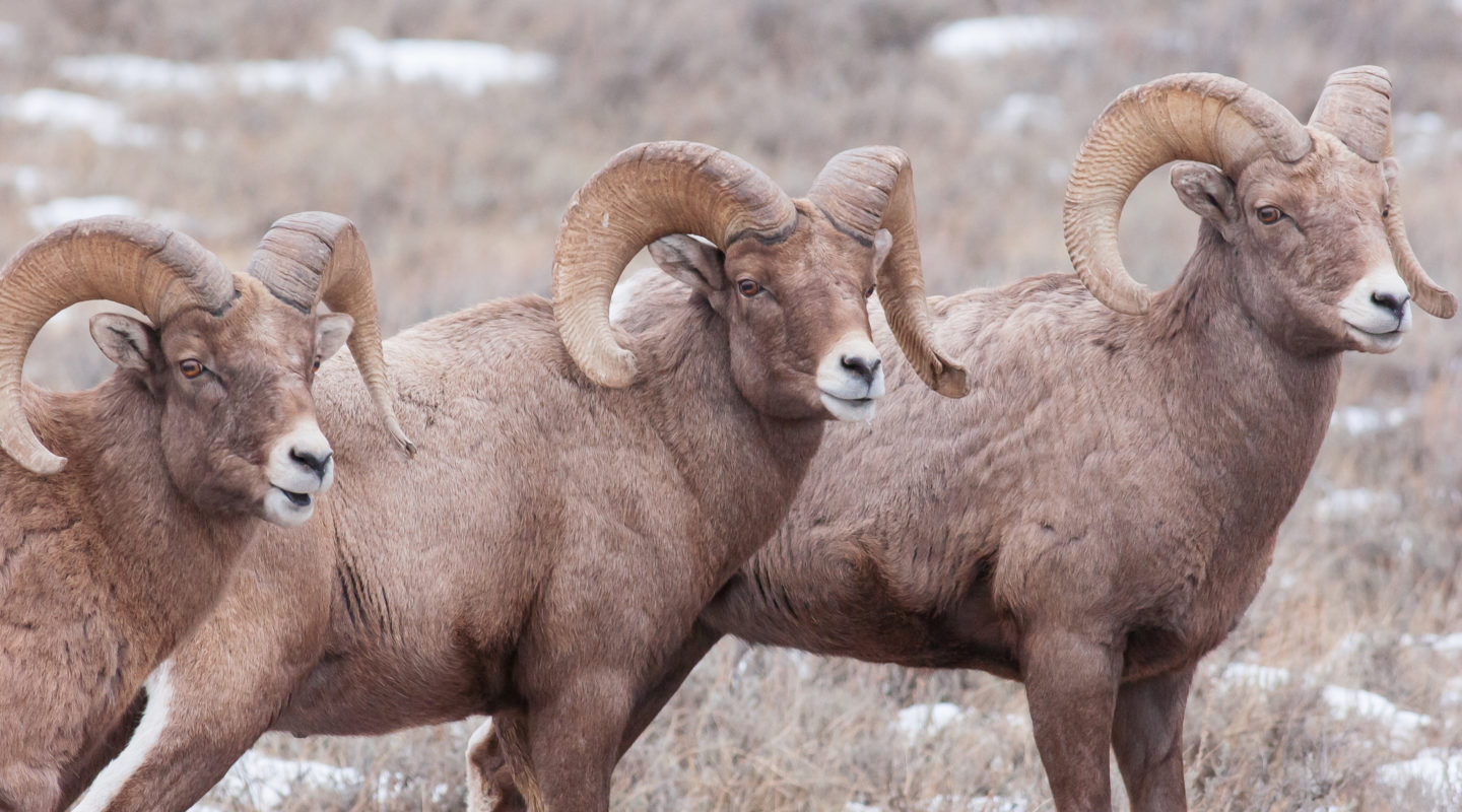 Three Bighorn Sheep Rams Stand At Attention In The Winter Home In The National Elk Refuge