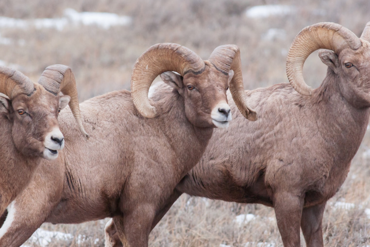 Three Bighorn Sheep Rams Stand At Attention In The Winter Home In The National Elk Refuge