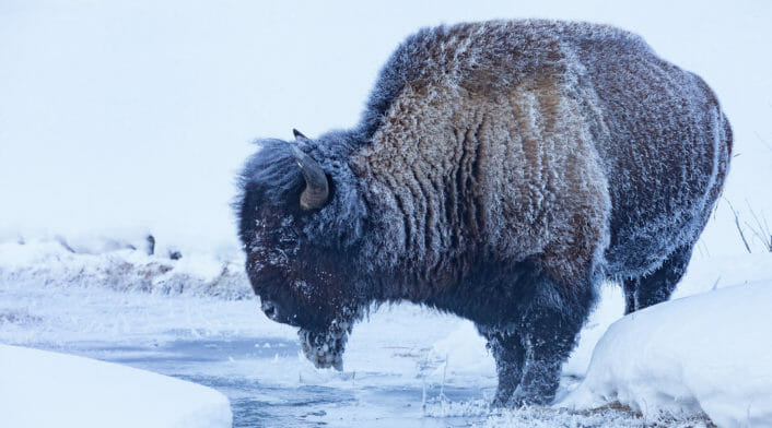 A Completely Frosted Male Bison Leans Over An Icy Stream For A Drink Deep In Yellowstone's Winter