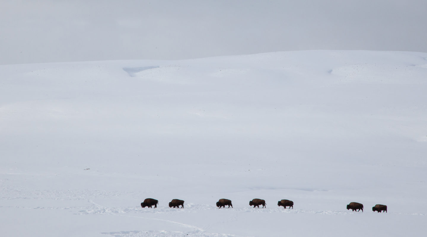 A Small Herd Of Bison Seen In Profile As They Move Across A White Plain During Winter In Yellowstone