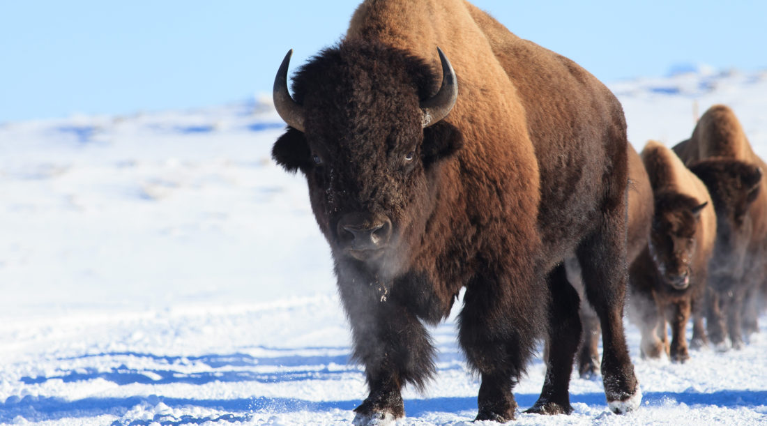 A Closeup Of A Herd Of Bison Moving In Single File Over Hard Snowpack On A Winters Day In Yellowstone National Park