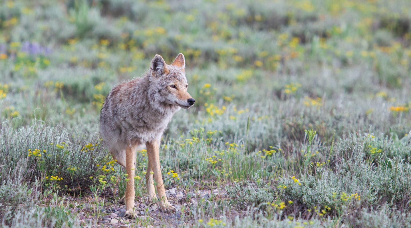 A Coyote Stands In A Field Of Sage And Summer Flowers In Grand Teton National Park