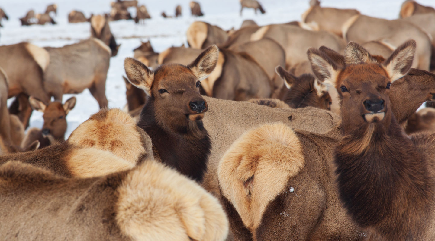 Cow Elk Cluster Together For The Winter On The National Elk Refuge In Jackson Hole