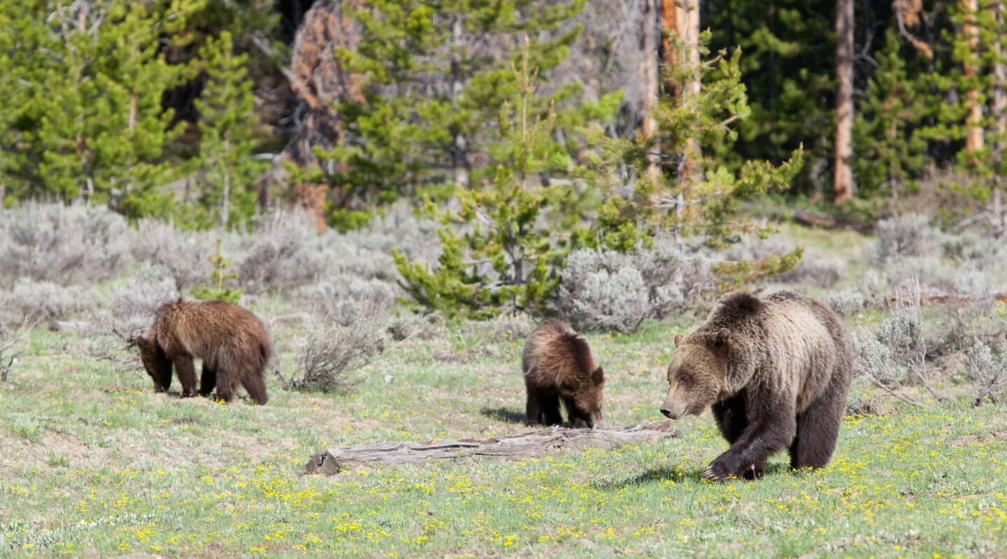 A Grizzly Sow and Two Cubs Make Their Way Across A Grassy Field In The Grand Teton National Park