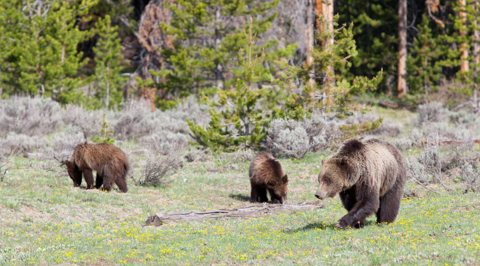 Wildlife Viewing At Hayden Valley In Yellowstone National Park Wildlife Viewing At Hayden Valley In Yellowstone National Park