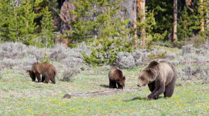 A Grizzly Sow and Two Cubs Make Their Way Across A Grassy Field In The Grand Teton National Park