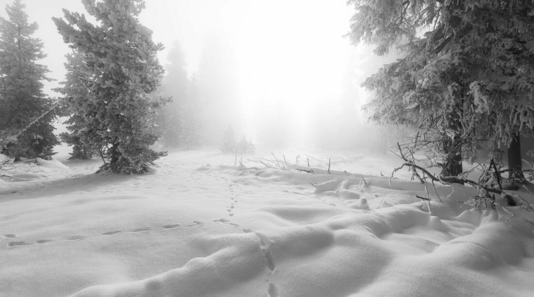 Several Sets Of Animal Tracks Grace The Deep Snow Of Yellowstone National Park