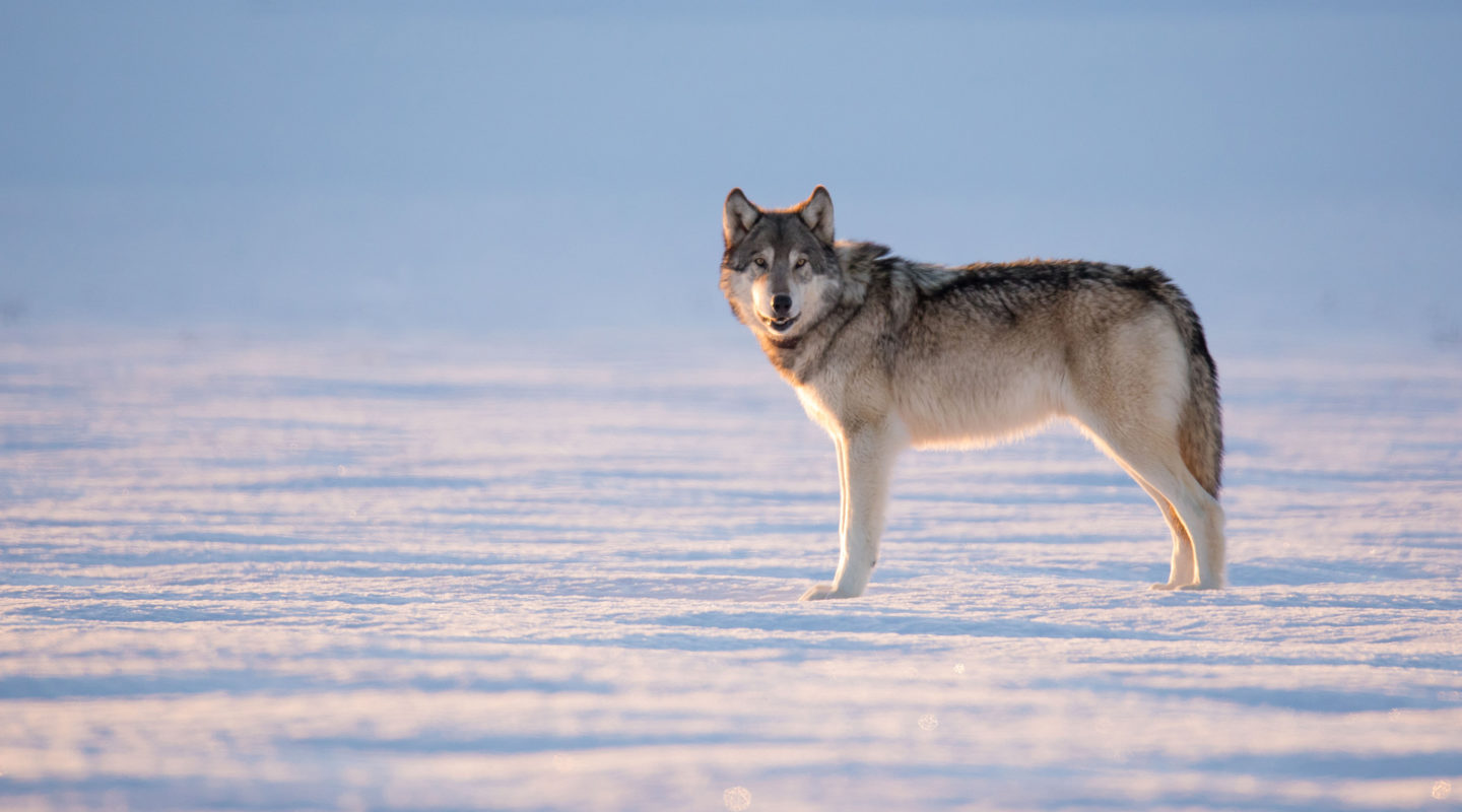 Winter Wolves Jackson Hole