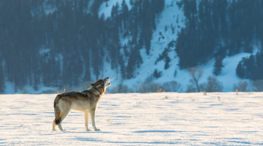 A Wolf Stands And Howls Against A Wintry Backdrop In Yellowstone National Park