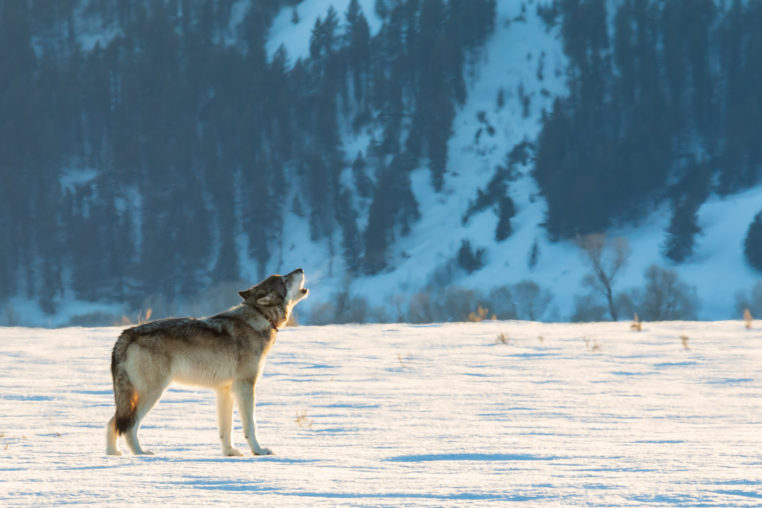A Wolf Stands And Howls Against A Wintry Backdrop In Yellowstone National Park