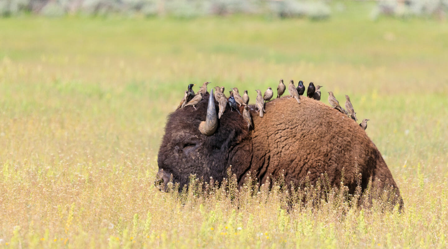 A Resting Bison Is A Perfect Perch for A Group Of Cowbirds In A Grassy Field In Yellowstone National Park