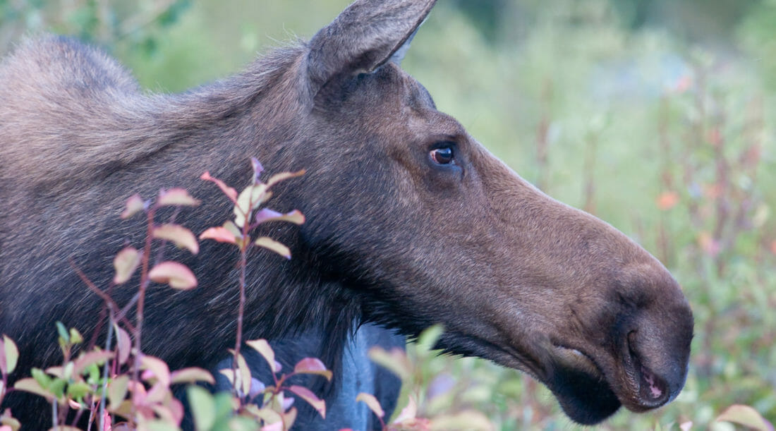 A Cow Moose Looks Intent Amidst Fall Colors In Grand Teton National Park