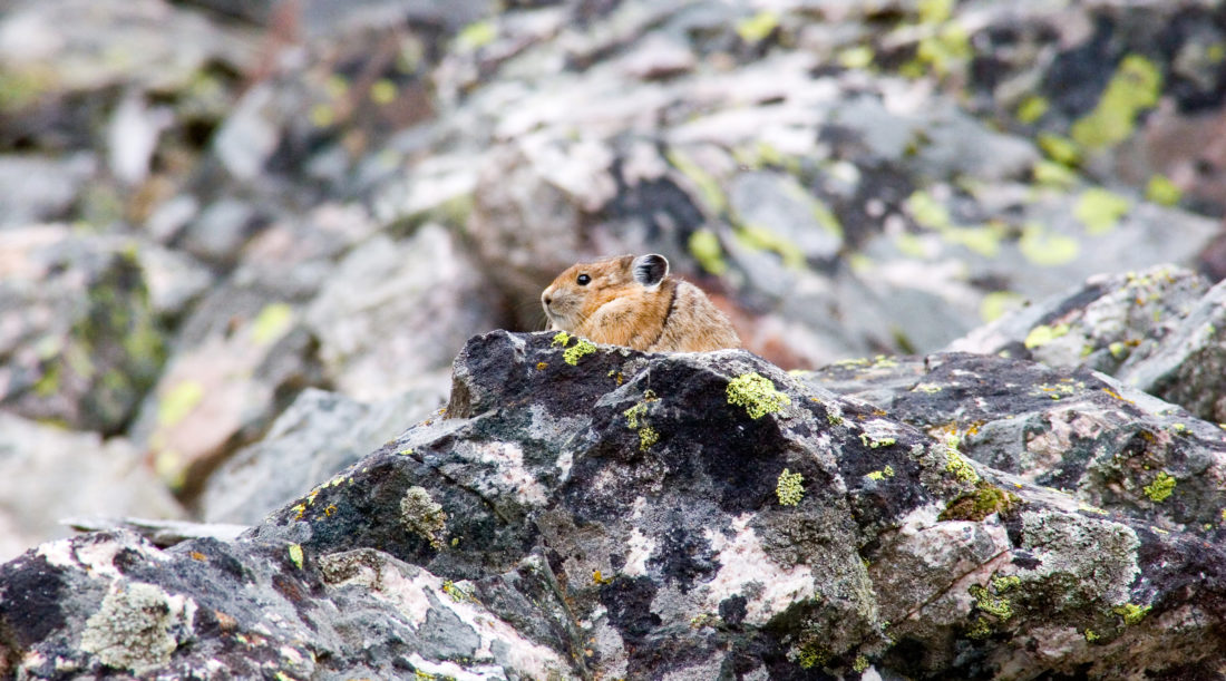 A Pika Peeks Over A Ledge On A Rocky Outcropping In Grand Teton National Park