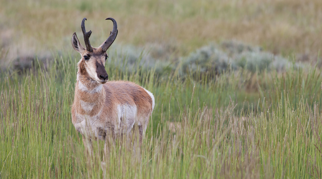 About Us Jackson Hole Wildlife Safaris