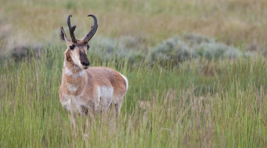 A Pronghorn Stands In A Field Of Grasses In Yellowstone National Park