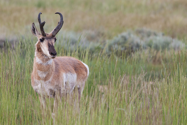A Pronghorn Stands In A Field Of Grasses In Yellowstone National Park