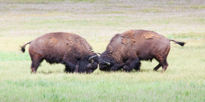 Two Bison Spar Head To Head In Yellowstone National Park