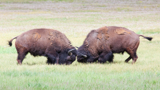 Two Bison Spar Head To Head In Yellowstone National Park