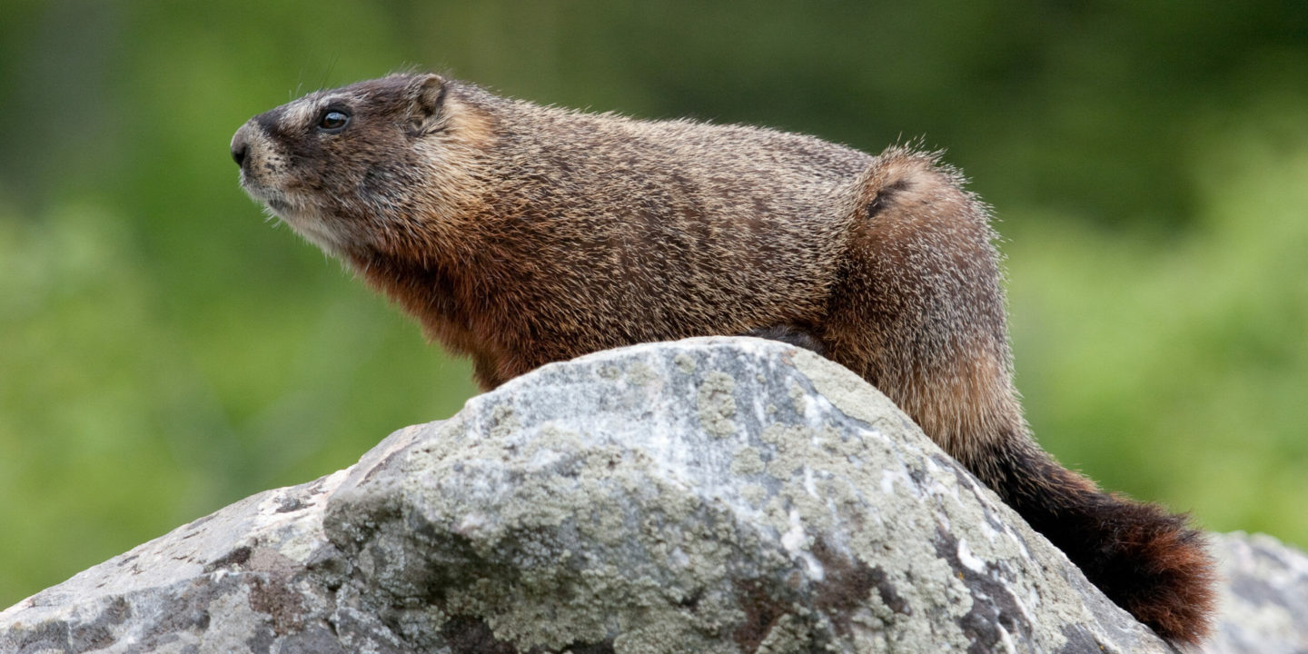 Close up of a Marmot surveying its territory from a boulder in Grand Teton National Park