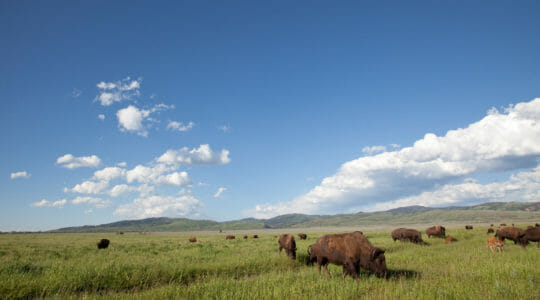 A Herd Of Bison Teach Their Newborn Calves The Lay Of The Land As They Traverse Across A Vast Green Field
