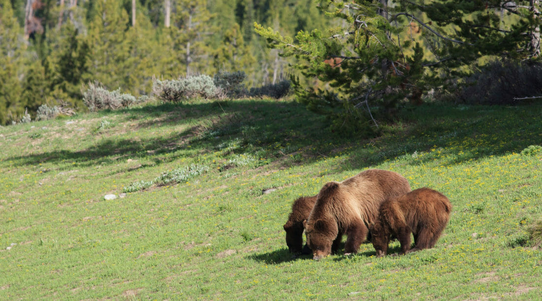 A Famous Grizzly Mother Teaches Her Two Yearling Cubs To Forage On Biscuitroot In Grand Teton National Park