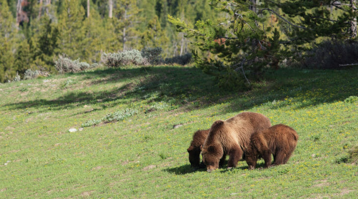 A Famous Grizzly Mother Teaches Her Two Yearling Cubs To Forage On Biscuitroot In Grand Teton National Park