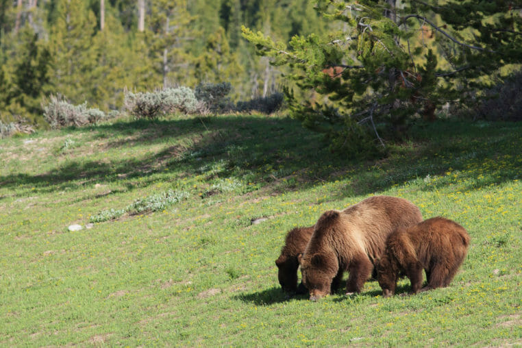 A Famous Grizzly Mother Teaches Her Two Yearling Cubs To Forage On Biscuitroot In Grand Teton National Park