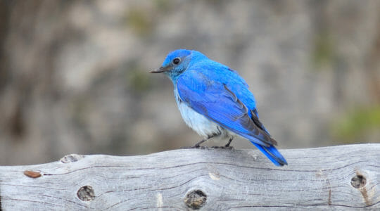 The Vibrant Blue Colors Of The Mountain Bluebird Is A Happy Signal Of Springtime In The Rocky Mountain West