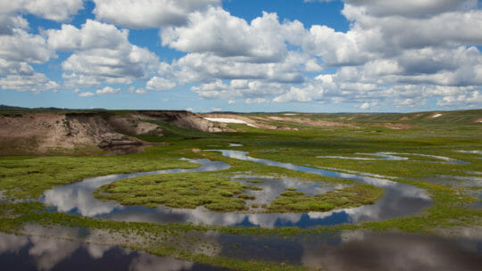 Water Returns To The Hayden Valley In Central Yellowstone In Early Summer, Creating A Vibrant Green Landscape