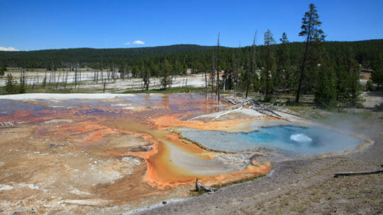Brilliantly Colored Algae Can Be Seen In A Hot Spring In Yellowstone National Park