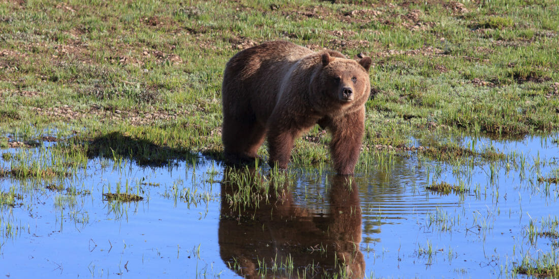 Grizzly Bear 399, Known As The Matriarch, Stands At The Water's Edge In Grand Teton National Park