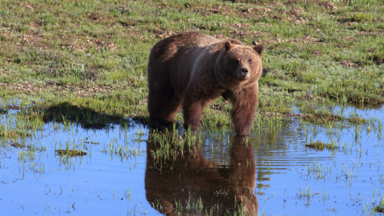 Grizzly Bear 399, Known As The Matriarch, Stands At The Water's Edge In Grand Teton National Park