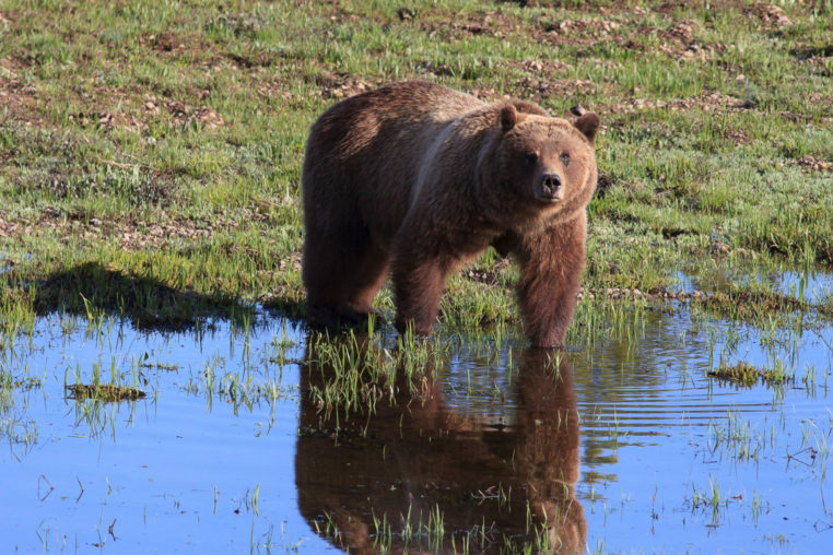 Grizzly Bear 399, Known As The Matriarch, Stands At The Water's Edge In Grand Teton National Park