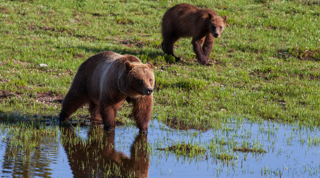 Grizzly Bear 399 Stands At The Water's Edge In Grand Teton National Park With One Of Her Cubs By Her Side