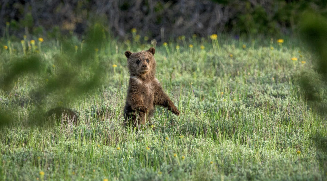 A Grizzly Bear Cub Surveys It's Surroundings In A Field In Grand Teton National Park